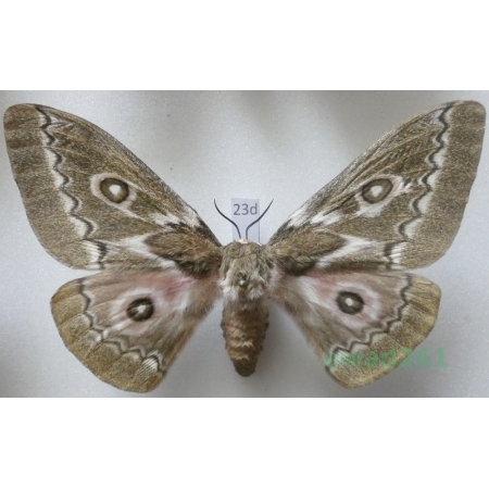 Gonimbrasia tyrrhea (Cramer, 1775) female ex. ovo South Africa 98mm23d